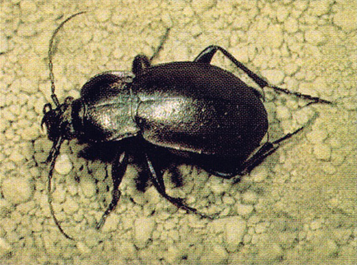 How to identify Beetles for pest control