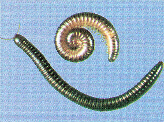 How to identify Millipedes for pest control