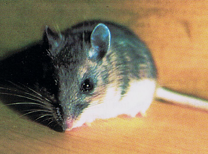 How to identify Mice for pest control