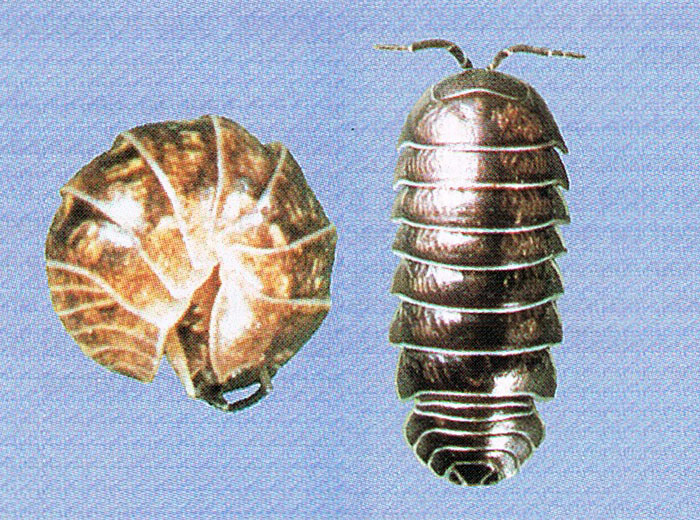 How to identify Pill Bugs for pest control