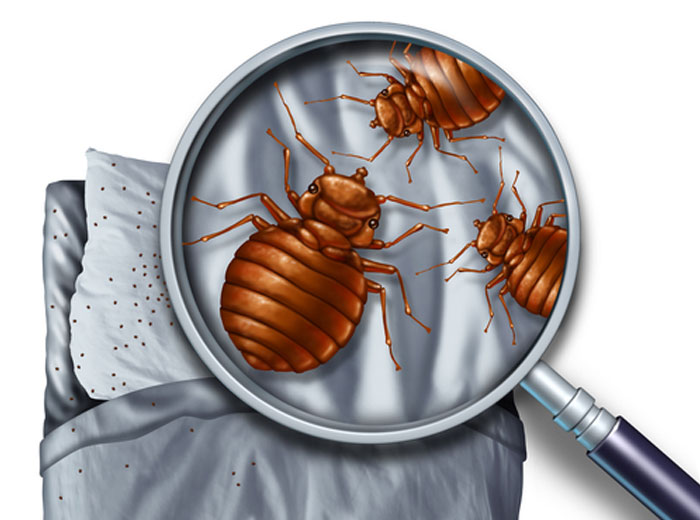 Cleveland Bed Bug Exterminators