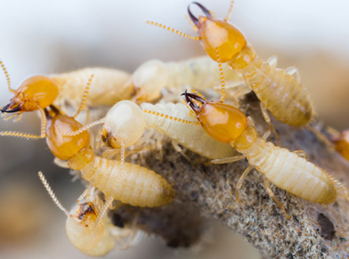 How to identify Termites for pest control