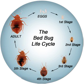 How To Treat Bed Bug Bites Resident, How To Protect From Bed Bugs