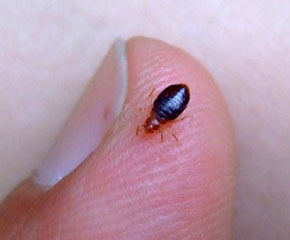 What do bed bugs look like