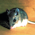 Exterminators for mouse problems