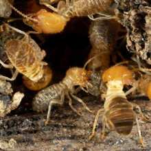 Infestation of termites treated