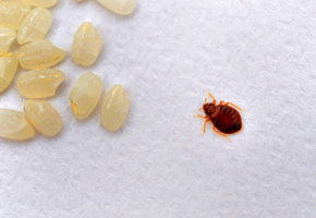 Bed bugs in industrial workplaces