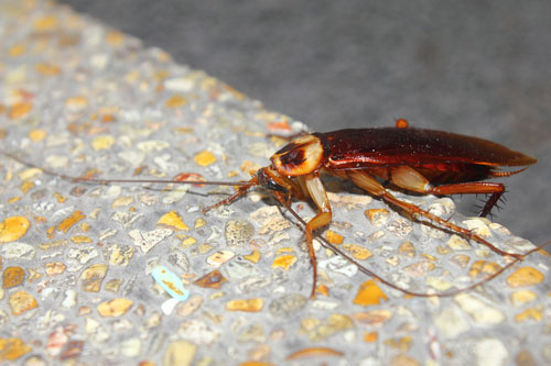 Get rid of cockroaches in your kitchen