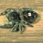 Control of spiders in your home