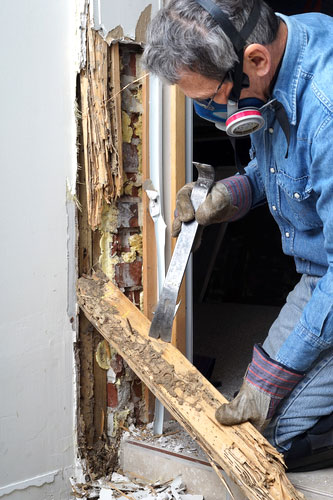 Wood damaged by termites